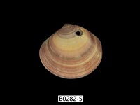 藏品(圓盤蛤)的圖片